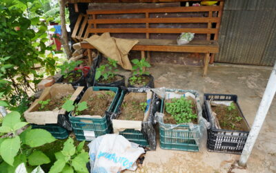 Talleres de huertos de traspatio en la Sierra Sur